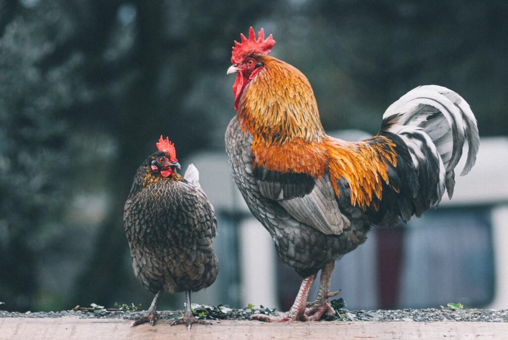 red black and white rooster