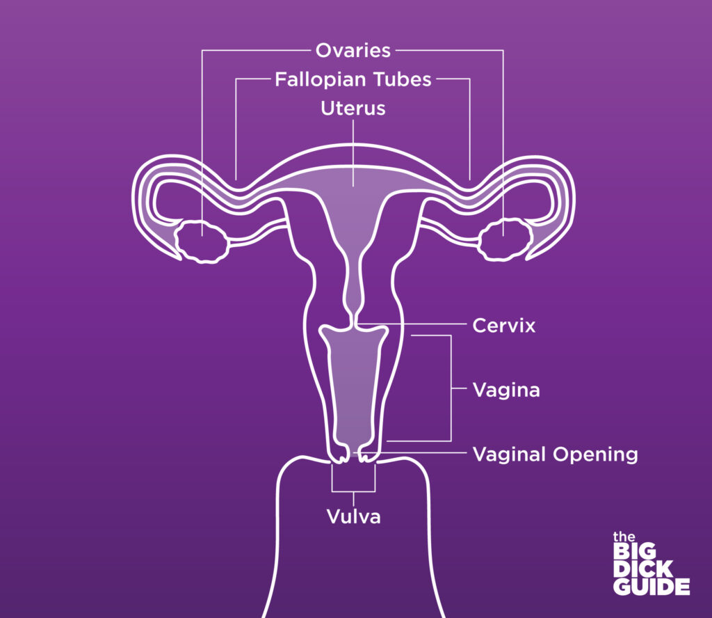Vagina Anatomy photo